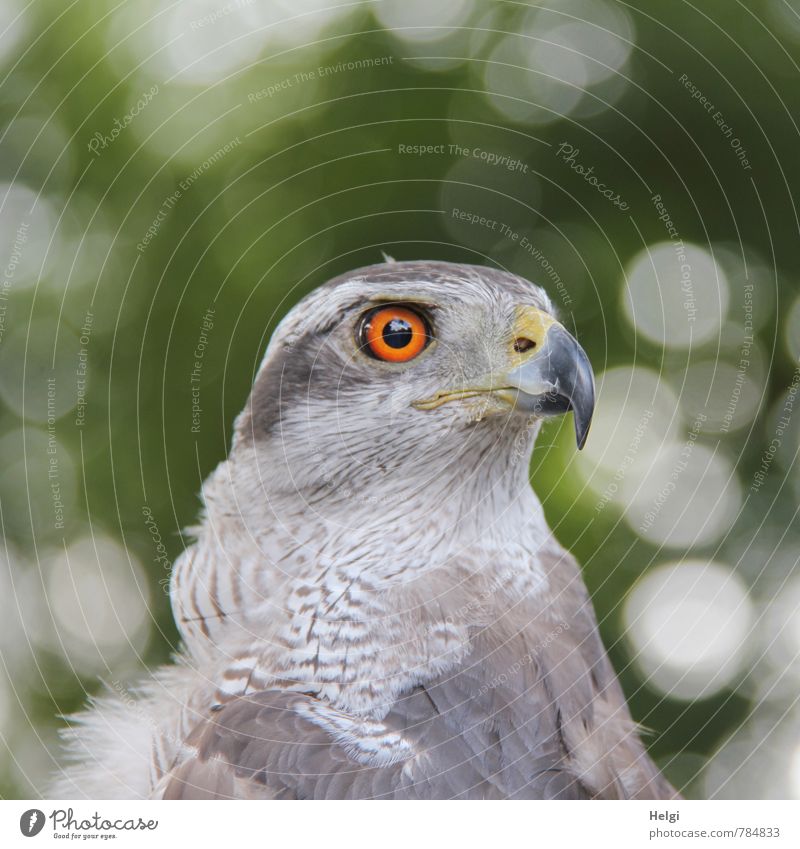 robber Nature Animal Wild animal Bird Animal face Head Beak Feather Eyes Goshawk 1 Observe Looking Esthetic Beautiful Natural Brown Gray Green Self-confident