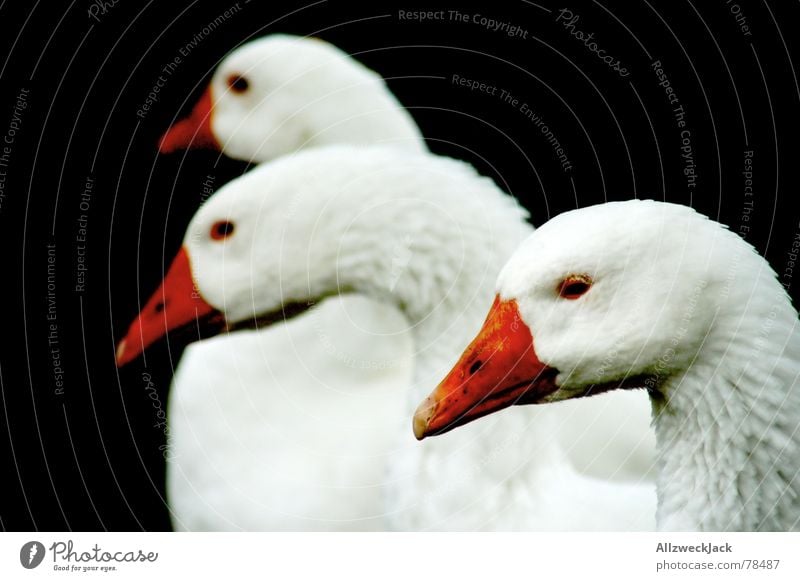 The three-headed Hydra Goose Beak Farm animal Bird 'flu Black Animal Poultry christmas feast christmas dinner Nutrition Black & white photo festival of love