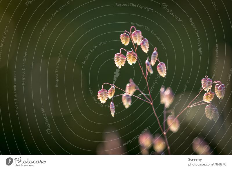 Shiver grass at dusk... Nature Plant Spring Summer Grass Bushes Wild plant Park Meadow Forest Growth Small Brown Yellow Gold Green Spring fever Idyll Glow