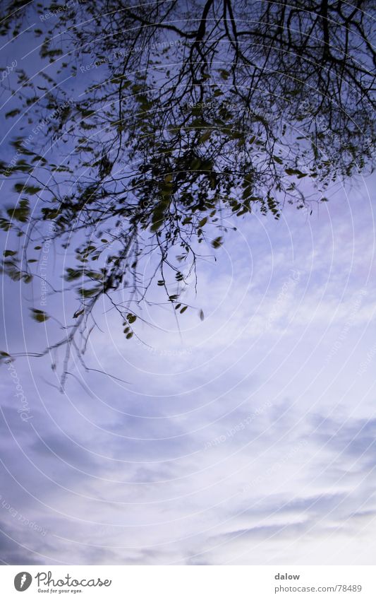 Early 2 Clouds Tree Leaf Sky Branch Blue Wind Morning