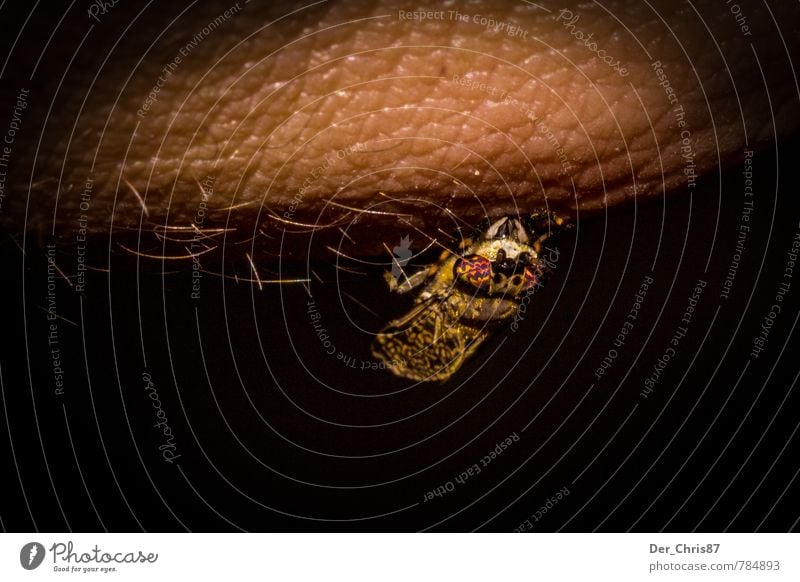 Little Bloodsucker Skin Environment Nature Animal Wild animal Fly Beetle Animal face Mosquitos 1 Observe Eating To feed Hang Crawl Sit Drinking Aggression