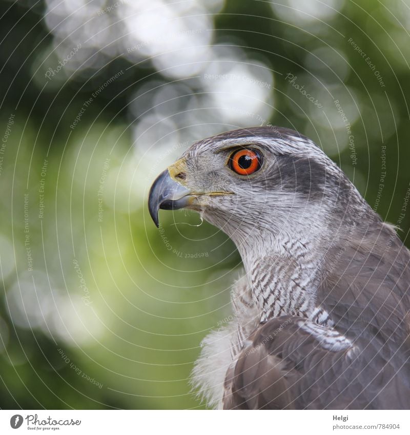 I see everything... Nature Animal Wild animal Bird Animal face Goshawk Feather Plumed Beak Eyes 1 Observe Looking Esthetic Beautiful Uniqueness Natural