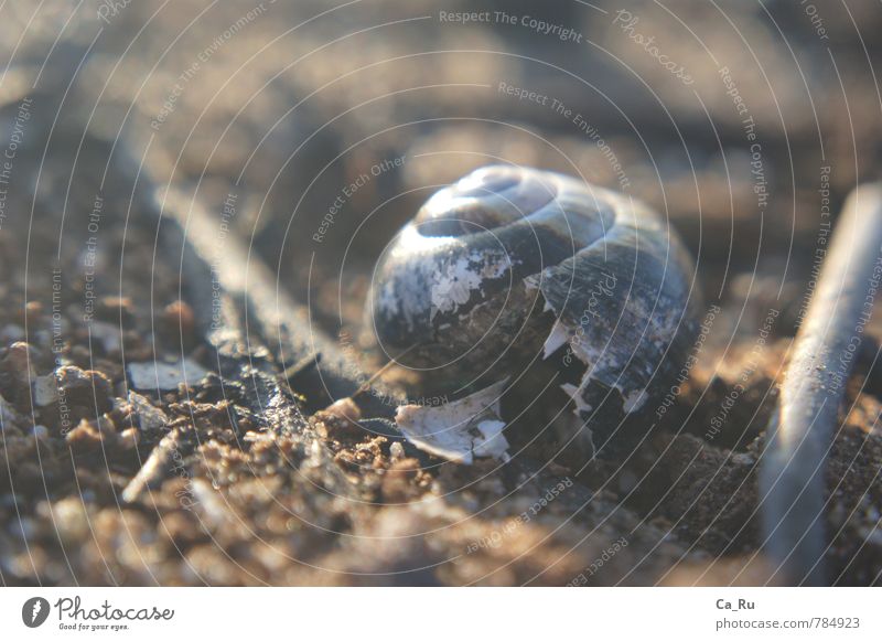 Burnt out and uninhabited Snail Animal tracks Snail shell Stone Sand Wood To dry up Hiking Living or residing Old Dark Broken Small Dry Brown Gray White Moody