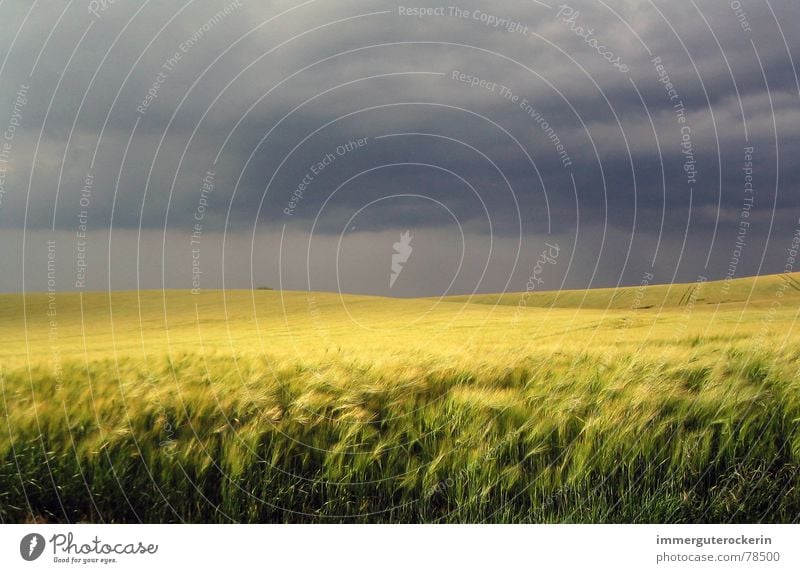 field extinction Dark Field Yellow Wheat Threat Sky Contrast dark sky Calm before the storm Grain Sadness