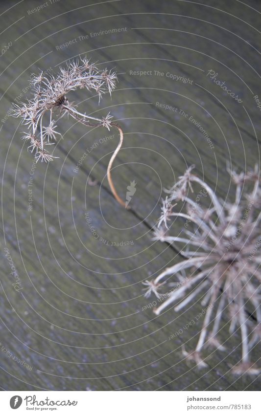 crooked Plant Flower Dried Crack & Rip & Tear Column Structures and shapes Wood Old Stand Faded To dry up Elegant Cold Thorny Dry Gray Unwavering Death