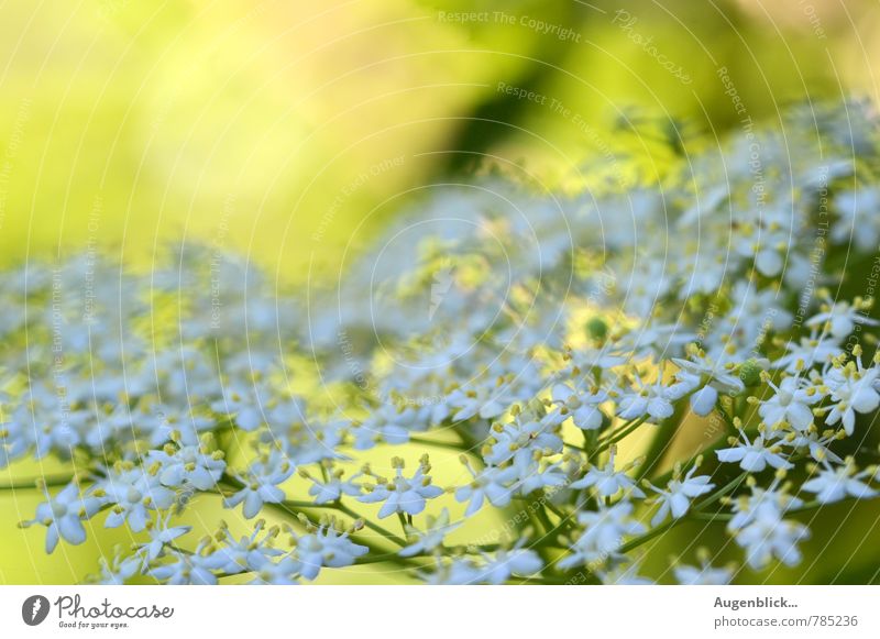 summery... Nature Spring Summer Beautiful weather Blossom Garden Yellow Green White Power Authentic Life Contentment Relaxation Hope Idea Uniqueness Inspiration