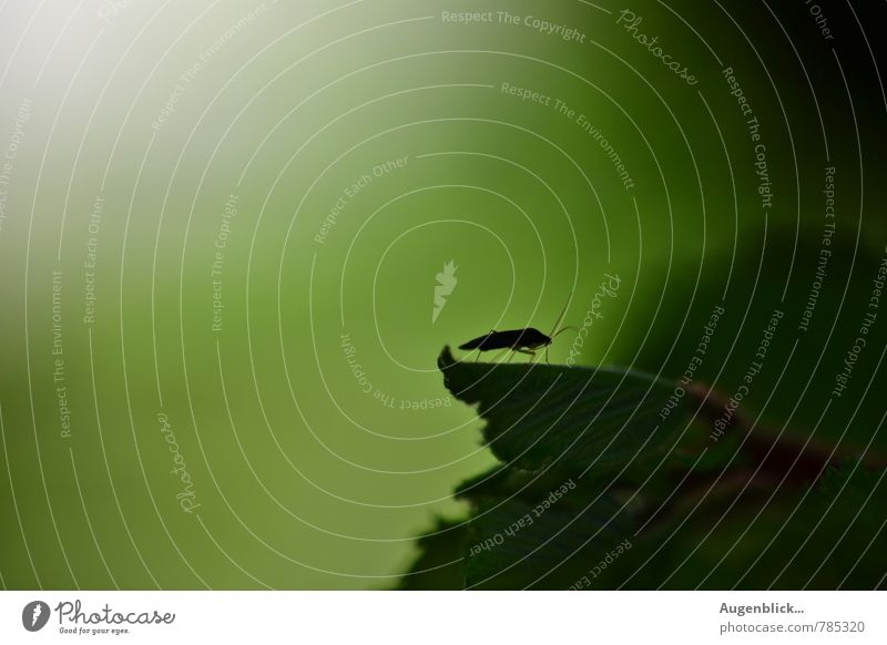 all the headlights on me... Environment Nature Animal Beetle 1 Looking Sit Wait Green Contentment Colour photo Exterior shot Close-up Detail