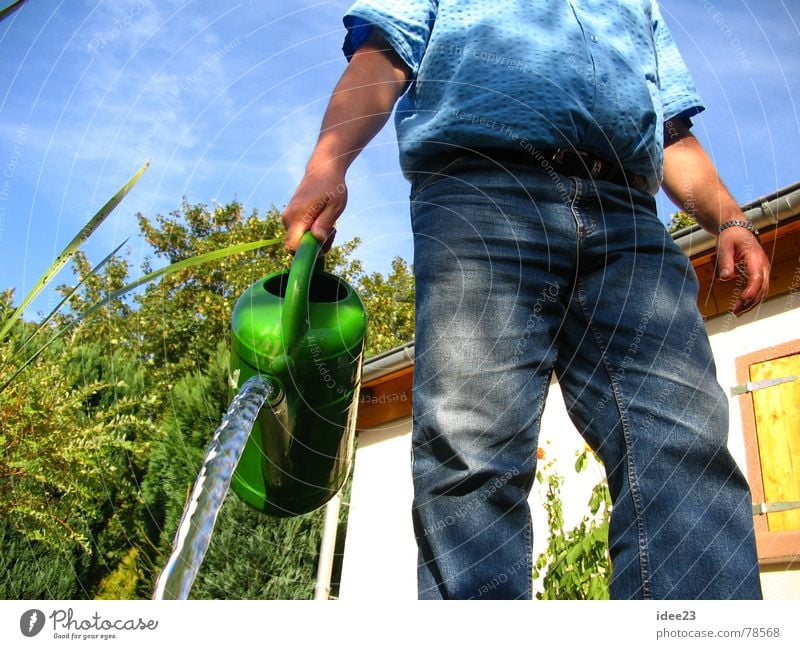 FlauerPauer Green Damp Watering can Under Jet of water Daisy Garden watering pump Gardenhouse Dandelion Blossom Bulb flowers Cast Jug Flower Summer Radiation