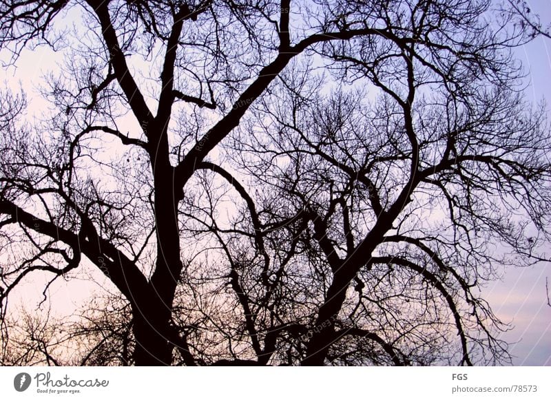 Symbol from past days Calm Nature Plant Sky Clouds Horizon Autumn Tree Old Esthetic Dark Timeless Treetop Branch Impressive Colour photo Multicoloured