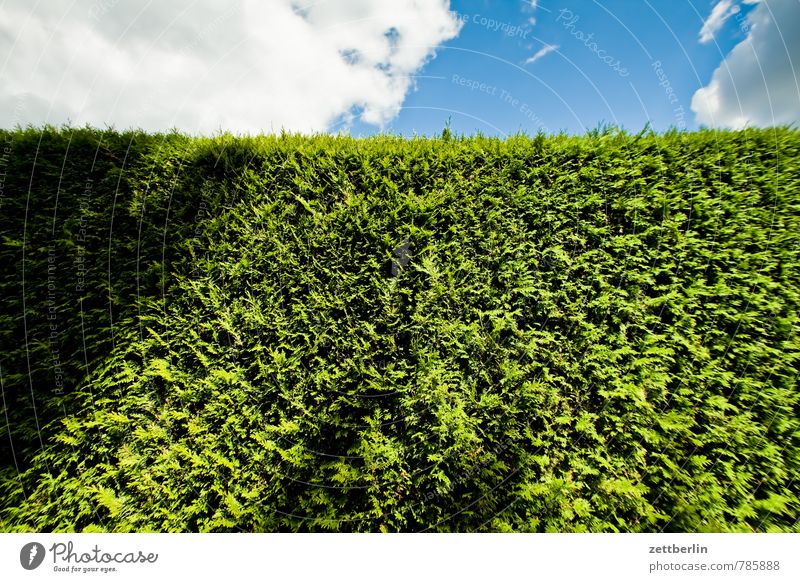 hedge Garden Sky Garden plot Garden allotments Plant Summer Clouds Sky blue Copy Space Hedge Wall (building) Green Neighbor Hiding place Overgrown Silhouette