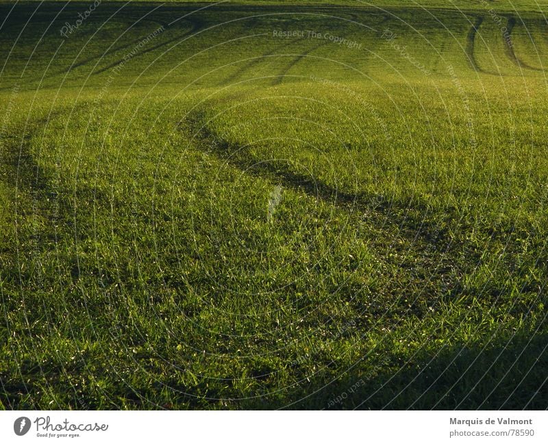 Green tracks in the grass Grass Meadow Field Waves Sunlight sun low When the farmer was drunk. Tracks Shadow