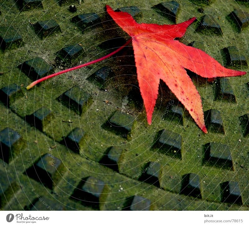 leaf Crash landing Broken Autumn Leaf Empty Places Plant Collection point Green Fragment Summer Natural phenomenon Botany Tree Rain Dark Garbage dump Grass