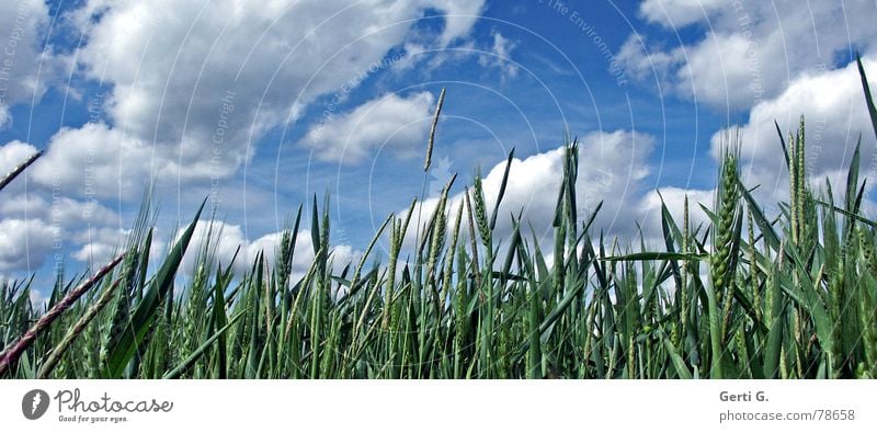 fresh°happy°free Fresh Happiness Far-off places Damp Find Cornfield Clouds Sky blue White Altocumulus floccus Ear of corn Grass Field Barley Rye Straw Oats