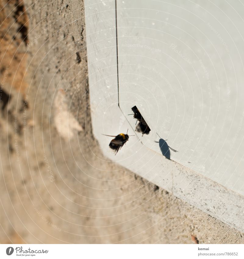 coming home Village Wall (barrier) Wall (building) Animal Farm animal Wild animal Bee Wing Bumble bee Insect 3 Group of animals Hollow Entrance Flying Sit Wait