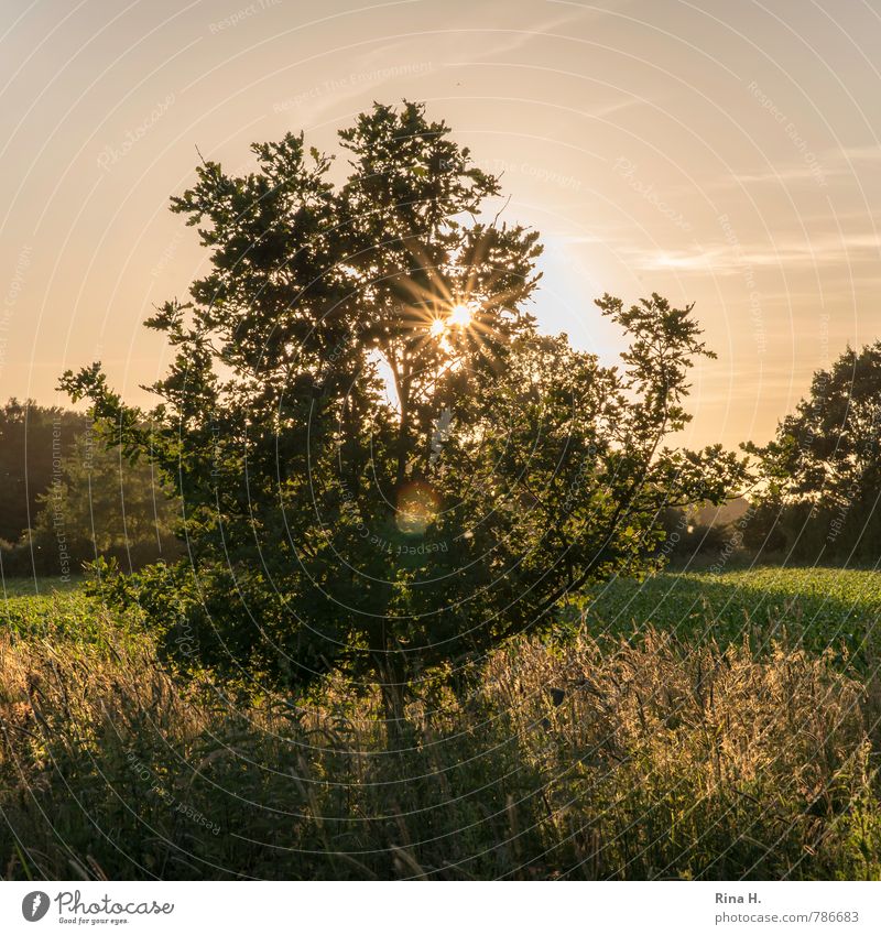 last rays of sunshine Summer Nature Sky Tree Grass Bushes Meadow Illuminate Contentment Joie de vivre (Vitality) Calm Peaceful Colour photo Exterior shot