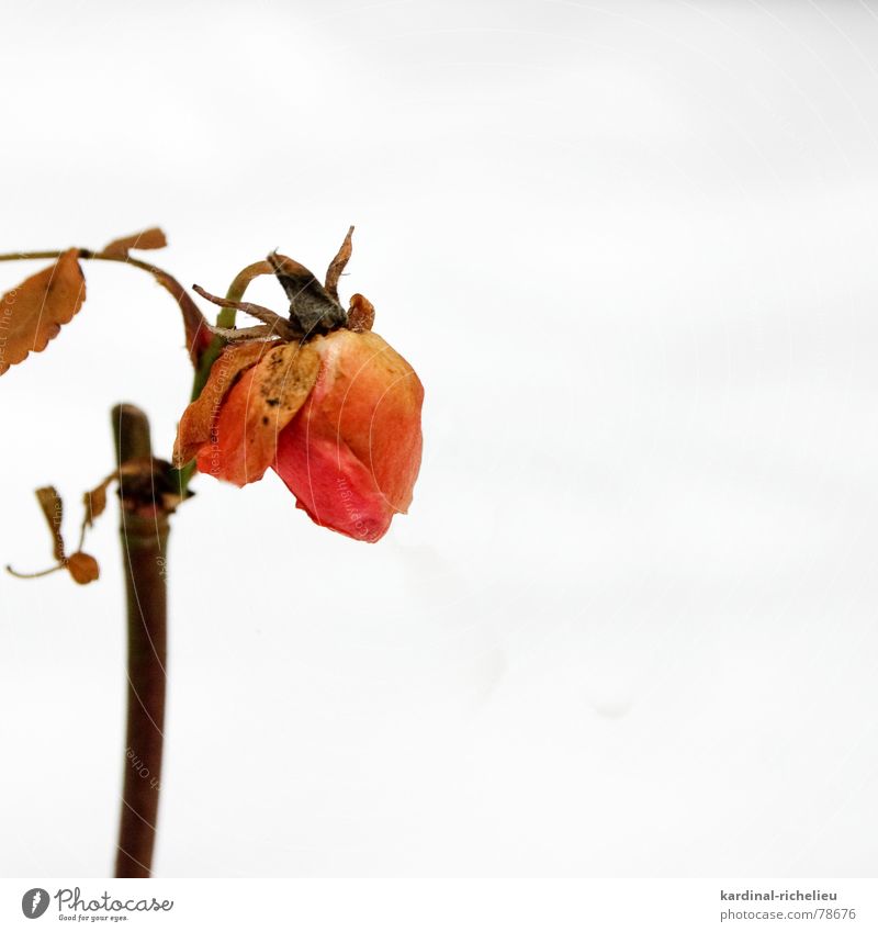 Snow White and Rose Red Resist Winter activities Patch of colour Delicate Blossom Grief Hope To console Limp Transience endure Offense Faded Death Pain Dried