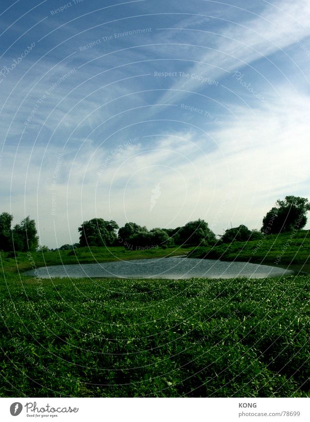 elbaue Rich pasture Idyll Elbaue Altmark Lake Contemplative Pond Green Meadow Grass Summer Green space Plant Wilderness Environment Sky elbauen down Nature