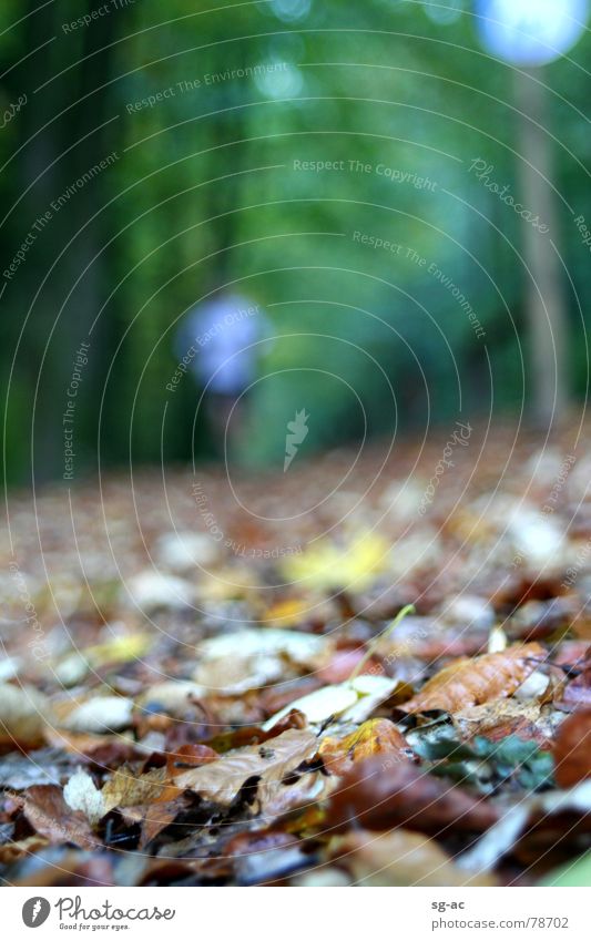 autumn jogger Leaf Autumn Yellow Brown Green Jogging Jogger Traffic infrastructure Playing autumnal runner Human being Lanes & trails Street Effort