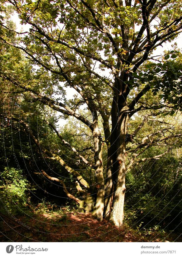 sunlow Tree Sun Shadow Nature kaz