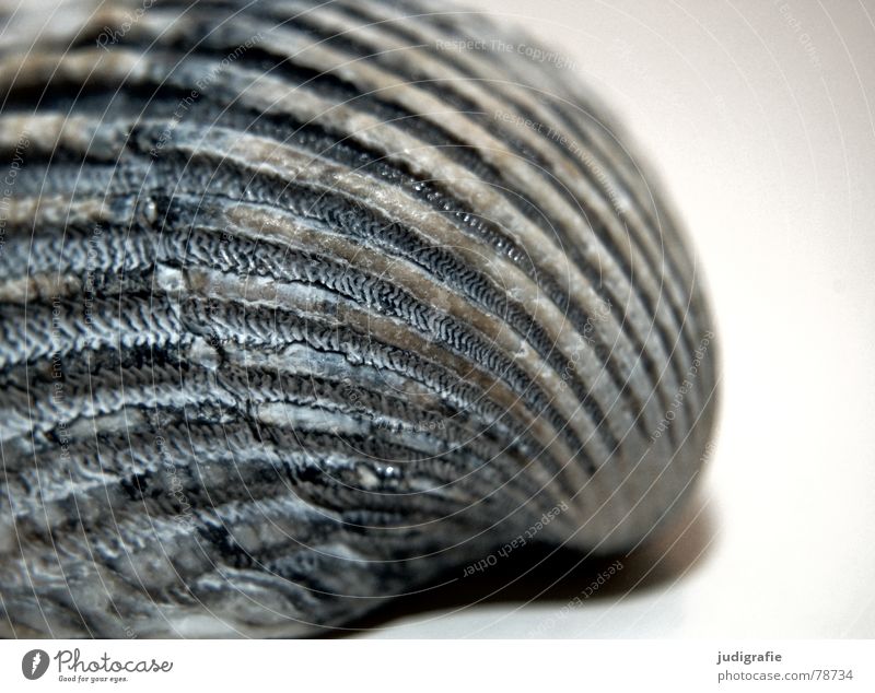 find Lime Mussel Discovery Cockle Arrangement Find Ocean Beach Vacation & Travel Gray Summer House (Residential Structure) Empty Hard Macro (Extreme close-up)