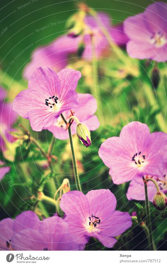 cranesbill Environment Nature Plant Spring Flower Leaf Blossom Garden Park Meadow Blossoming Green Violet Spring fever Summery Retro storchenschnabel