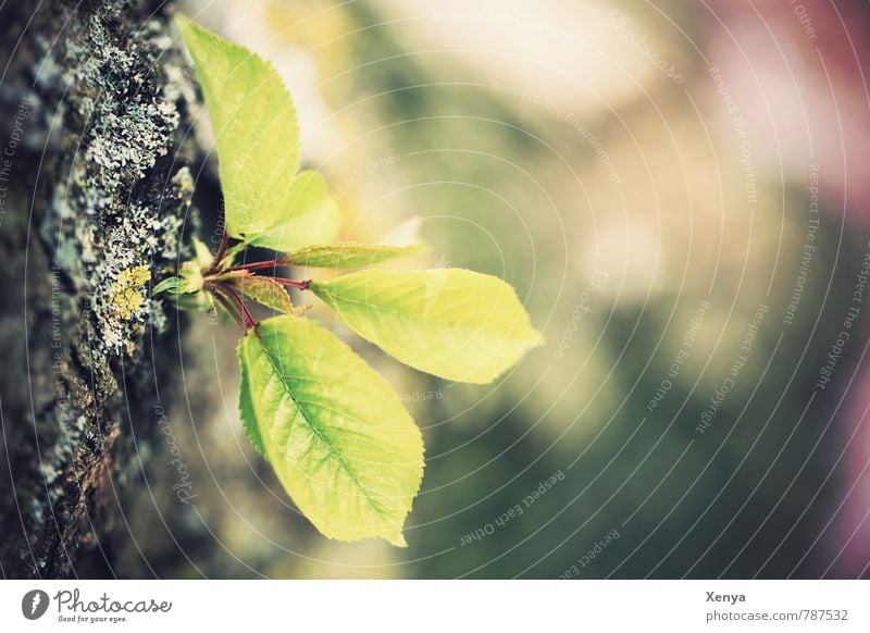 everybody starts out small Environment Nature Spring Plant Tree Leaf Garden Park Forest Growth Green New start Exterior shot Close-up Deserted Copy Space right