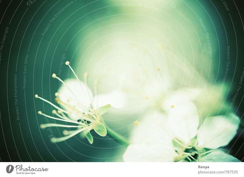 Enlightened Environment Nature Plant Flower Blossom Garden Blossoming Green White Romance Sadness Illuminate Stamen Colour photo Subdued colour Deserted