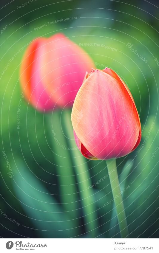 two Nature Plant Flower Tulip Blossom Garden Park Blossoming Esthetic Fragrance Green Orange Red Spring fever Joy 2 Colour photo Exterior shot Deserted