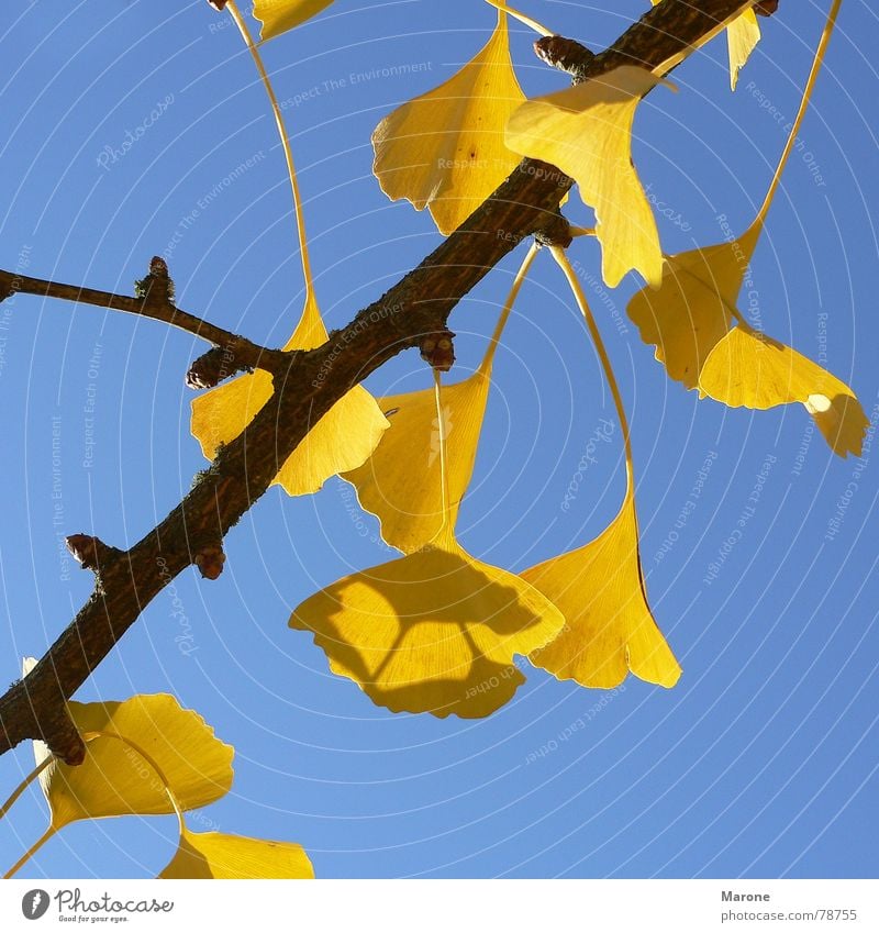 ginko leaves Luminosity Ginko Autumn leaves Leaf Tree Seasons Yellow Asia autumn sun Blue Beautiful weather Contrast