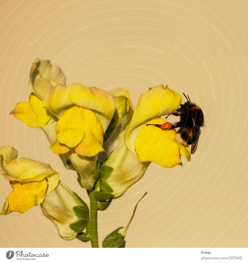 Lionmouth - Bumblebee Nature Plant Animal Flower snapdragon Plantain plants labiates antirrhineae antirrhinum snapdragons Wild animal Wing Bumble bee apidae