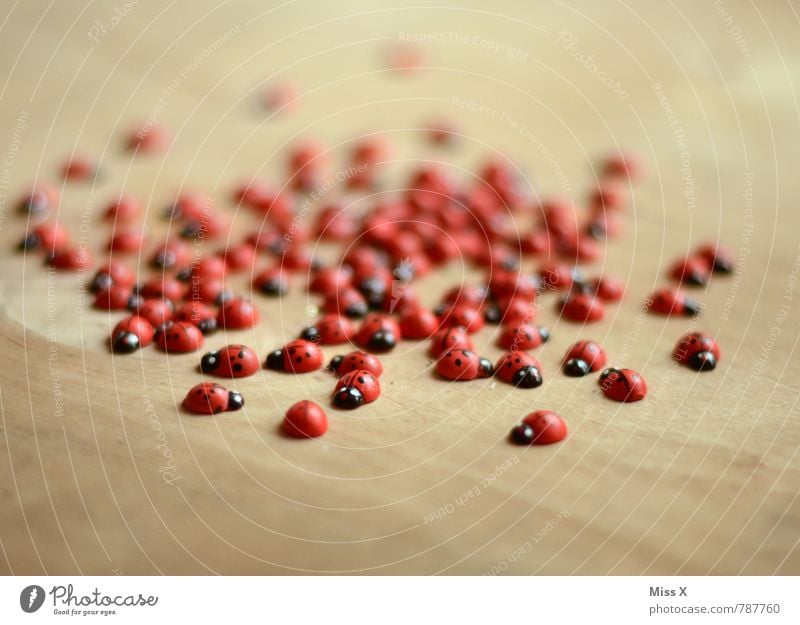 many crawlers Animal Beetle Group of animals Flock Emotions Moody Happy Friendship Together Ladybird Good luck charm Colour photo Multicoloured Interior shot