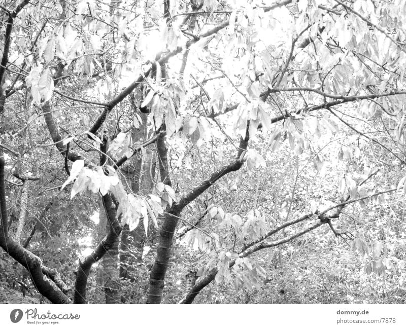 autumn is coming... Tree Autumn Leaf Grief Black & white photo Sadness Old kaz