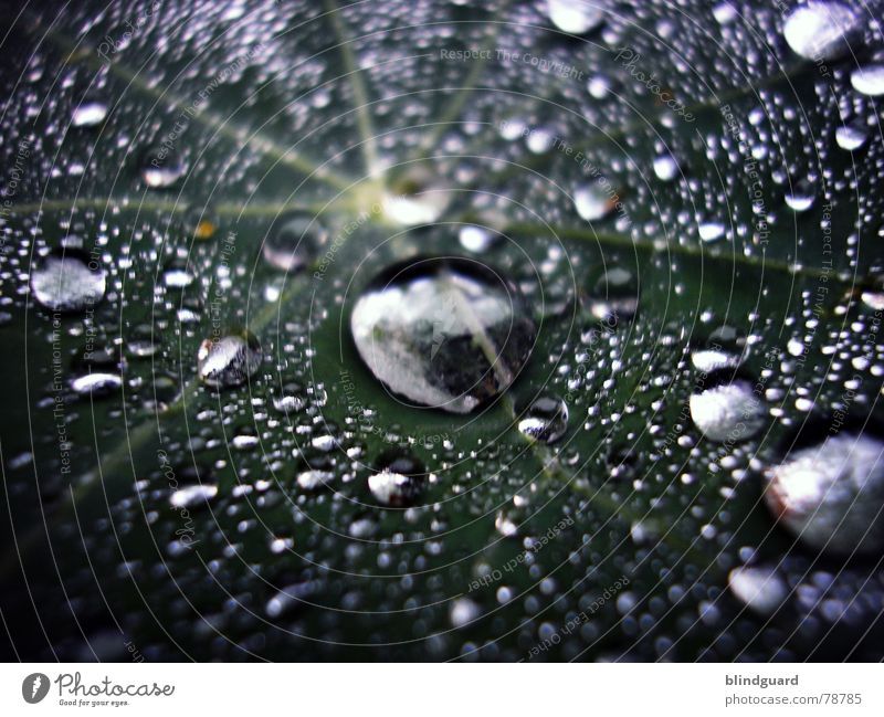 Liquid Silver Leaf Green Wet Fresh Light Glittering Near Rain Flash Thundery shower Large Small Macro (Extreme close-up) Water Tears Drops of water Reflection