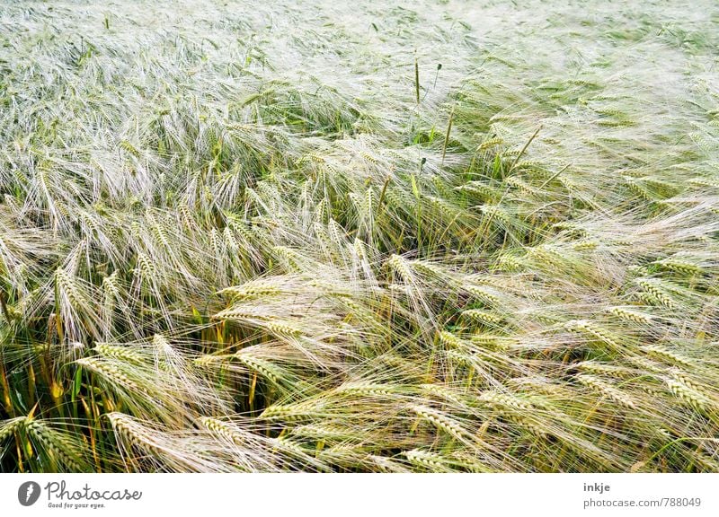 field Food Grain Nutrition Working in the fields Agriculture Forestry Environment Nature Spring Summer Agricultural crop Rye Field Cornfield Rye field Rye ear