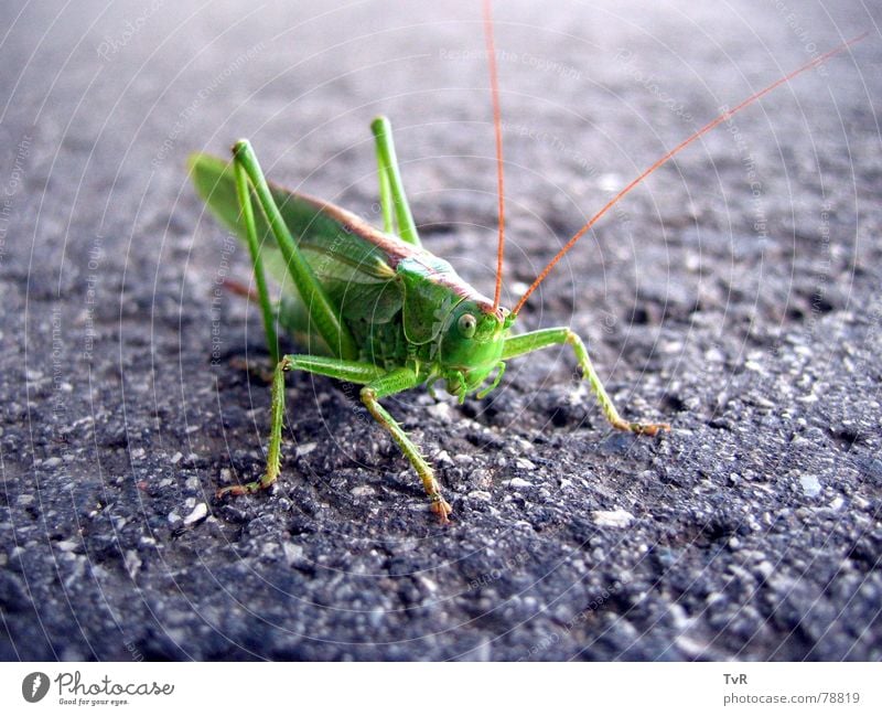 haystack Great green bushcricket Green Asphalt Insect Hop Locust Street