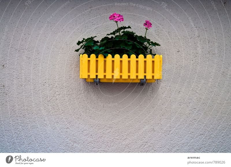 flower power Plant Flower Pot plant Wall (barrier) Wall (building) Facade Hip & trendy Original Rebellious Gray Colour photo Exterior shot Deserted