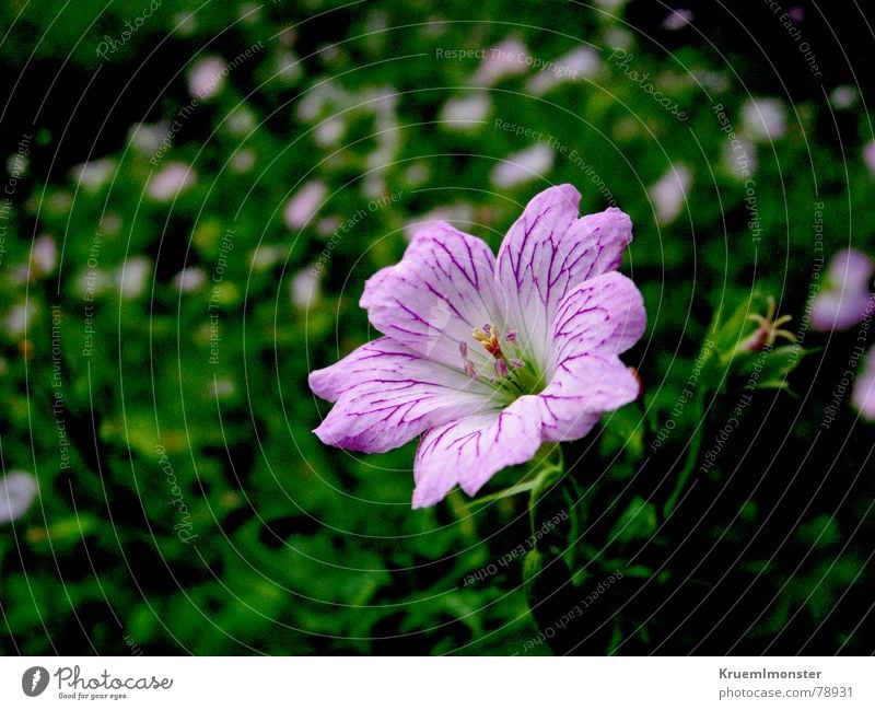 Tender little flower Stalk Flower Blossom Grass Meadow Green Field Summer Beautiful Delicate Caresses Sweet Pink pink blossom cute