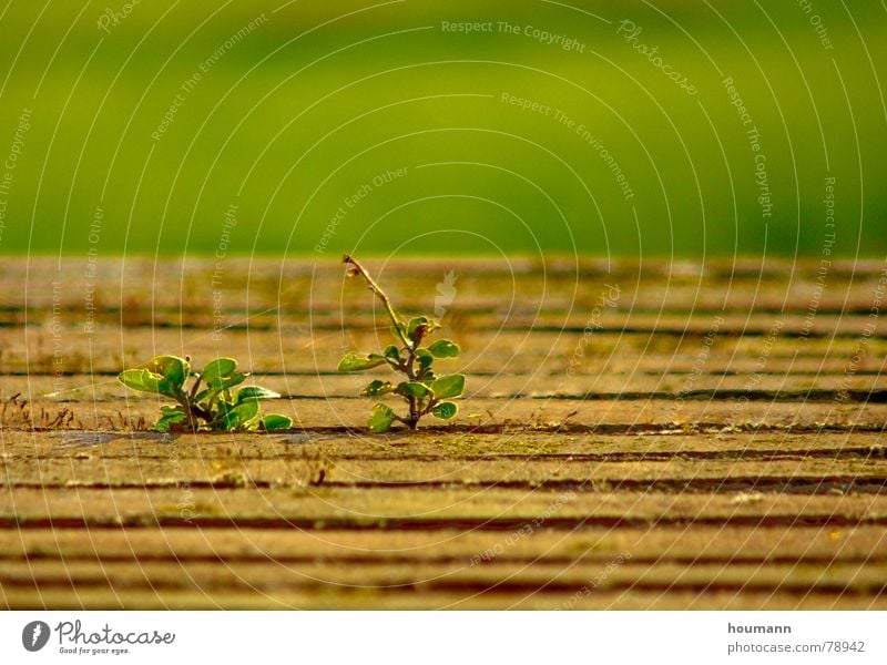 we WILL LIVE !!! Hope Stripe Wall (barrier) Power Force Macro (Extreme close-up) Close-up tree red horizon To leaf (through a book) holtz