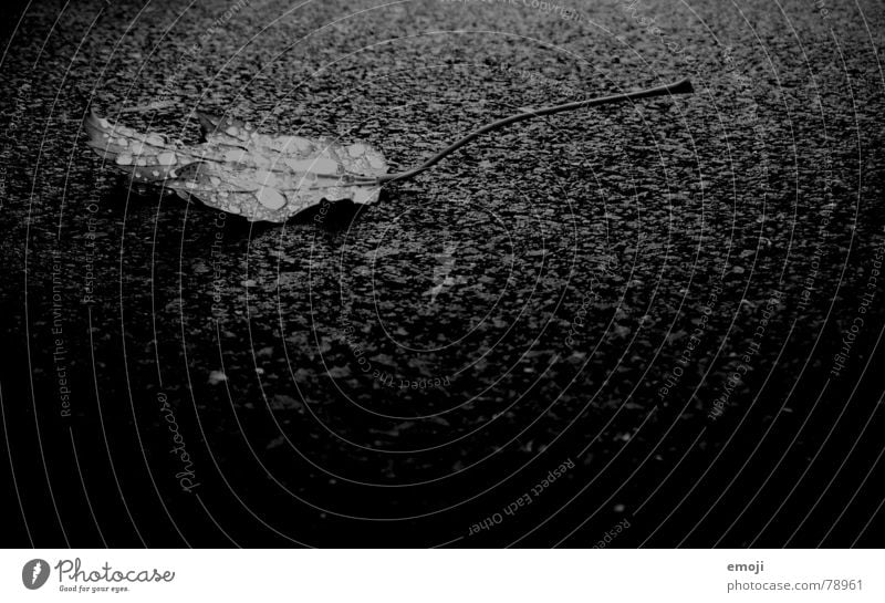 shining drops b/w Stony Black Dark Leaf Autumn Wet Gray Cold Stalk Rain Near Macro (Extreme close-up) Drops of water Grief Gloomy Black & white photo Close-up