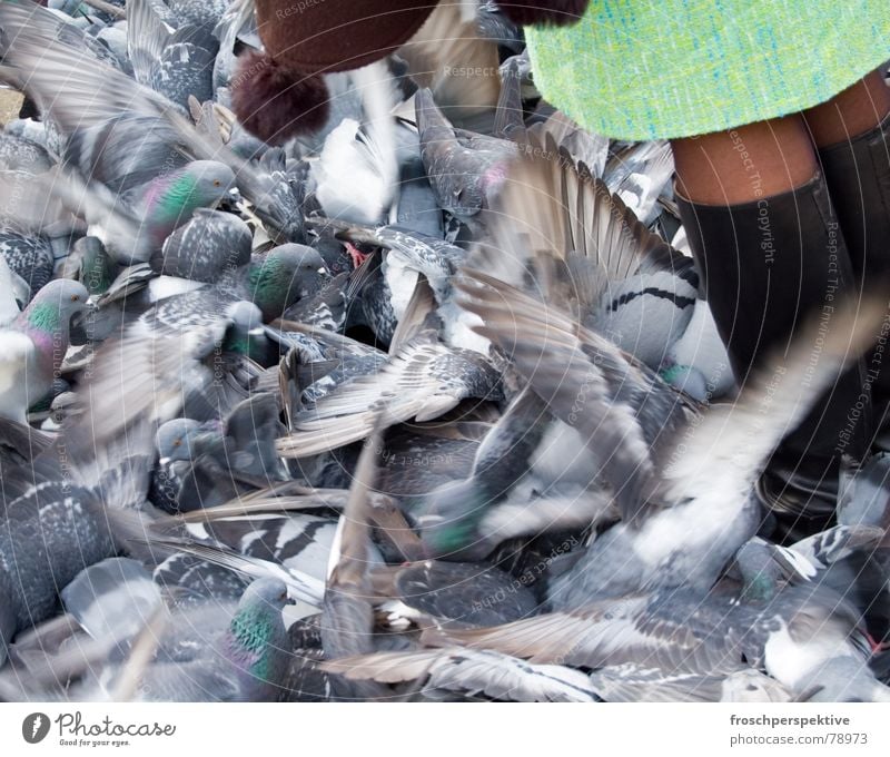 venezia, ti amo Pigeon Bird Woman Feeding Plagues Judder Boots Gray Loneliness Shabby birds skirt Wing Legs let oneself go lonelyness ...