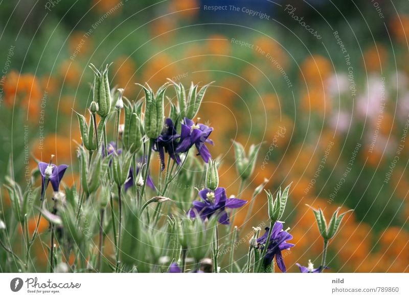 summer garden Environment Nature Plant Summer Beautiful weather Flower Garden Green Violet Orange Gardening Front garden Blossom Blossoming Colour photo