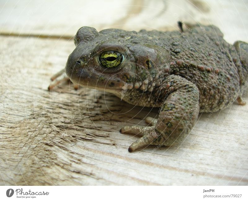 eyeball to eyeball Natterjack toad Animal Wood Ecological Environmental protection Green Brown Gray Amphibian Painted frog Macro (Extreme close-up) Life Frog