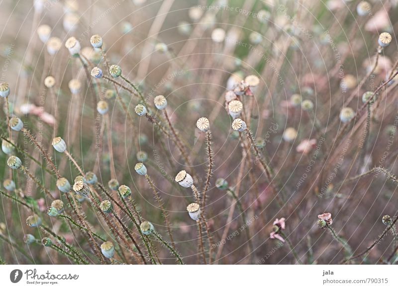 Withered Environment Nature Plant Flower Wild plant Poppy Poppy capsule Meadow Esthetic Beautiful Feminine Soft Colour photo Exterior shot Deserted Day