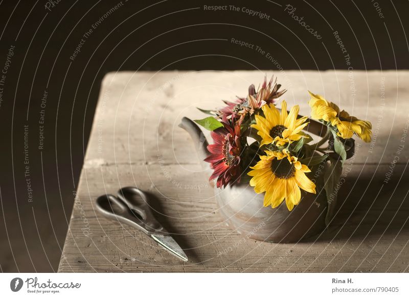 autumn Autumn Flower Blossoming Still Life Scissors Wooden table Bouquet Sunflower Jug Colour photo Interior shot Deserted Copy Space left Copy Space top Light