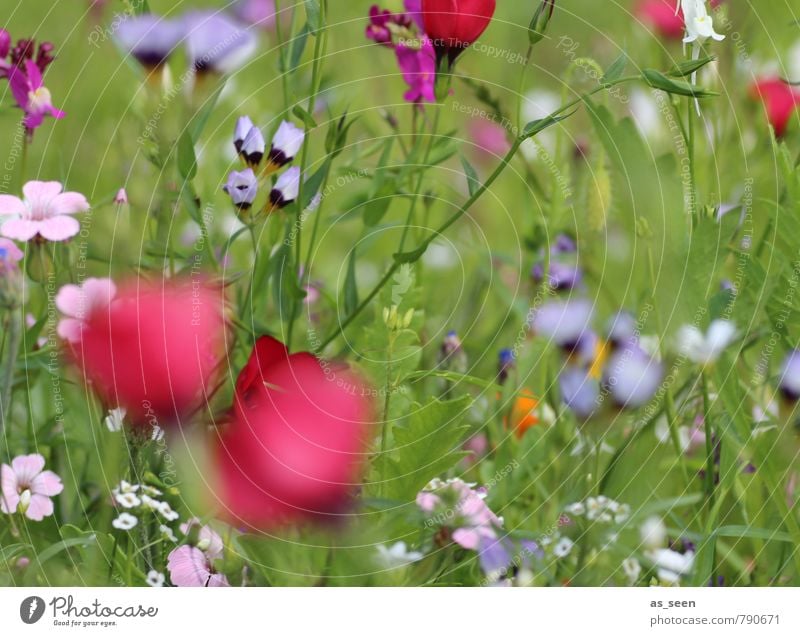 summer meadow IV Healthy Harmonious Senses Trip Freedom Mother's Day Environment Nature Plant Summer Beautiful weather Blossom Garden Meadow Field Blossoming