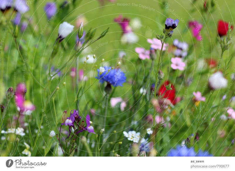 summer meadow Wellness Harmonious Fragrance Trip Freedom Summer Gardening Environment Nature Flower Meadow Field Blossoming Illuminate Growth Blue Multicoloured