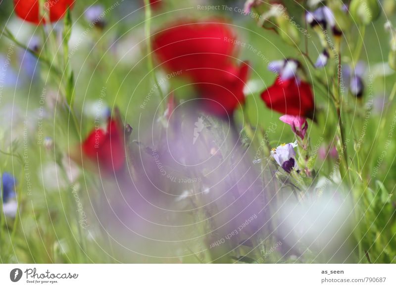 Summer meadow II Beautiful Wellness Relaxation Trip Environment Nature Wind Plant Flower Grass Blossom Poppy Cornflower Garden Meadow Field Blossoming Esthetic