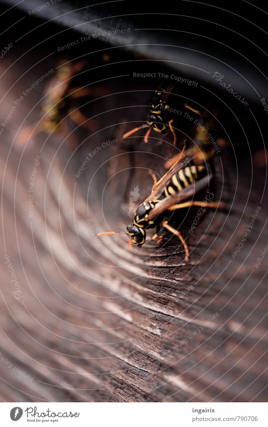 subtenants Wall (barrier) Wall (building) Facade Balcony Animal Wild animal Wing Wasps field wasp Insect 3 Wood Movement Crouch Sit Living or residing Together