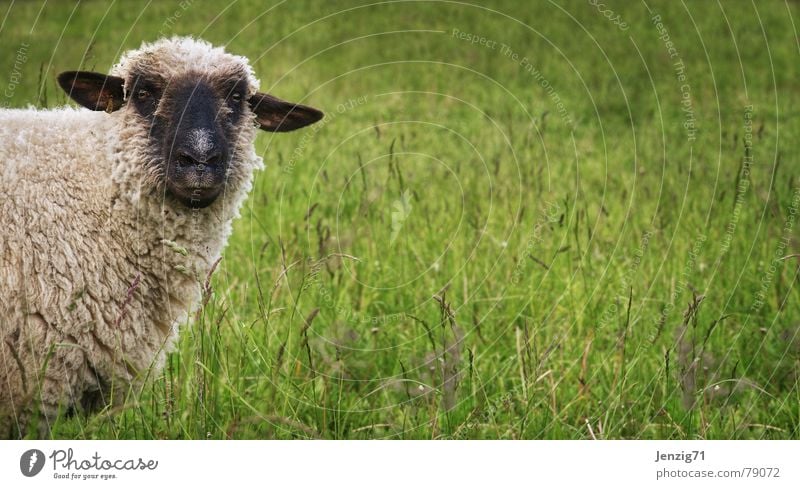 We've got some business here! Sheep Grass Wool Shepherd Flock Beautiful Green Attractive Green space Meadow Cattle Pasture Agriculture Mountain meadow Ram Farm