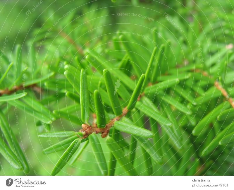 Fresh green. Fir needle Tree Fir tree Macro (Extreme close-up) Green The Needles Summer Close-up firneedle woods Nature forest